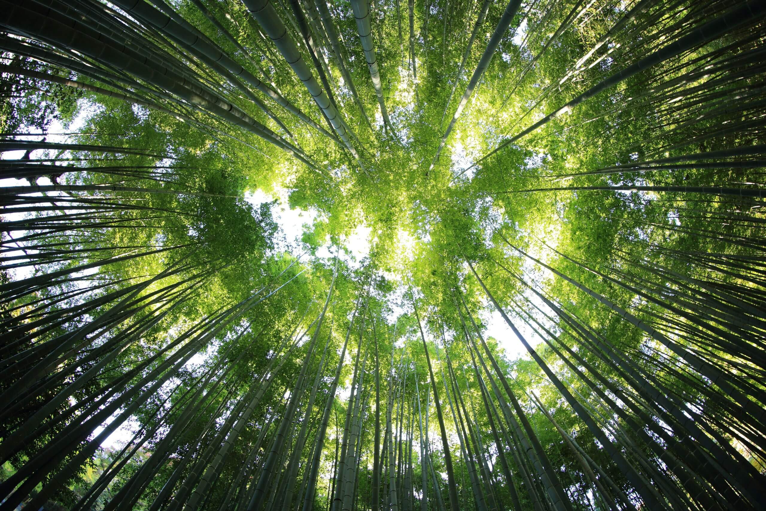 Tall trees